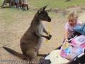 Zły kangur! Nie wyjadaj z wózeczka