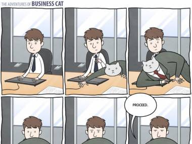 Dlaczego koty nie są dobrymi pracownikami biurowymi