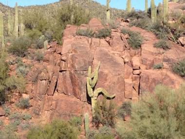 Uciekający kaktus