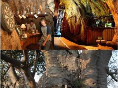 Południowoafrykański pub w 2000-letnim drzewie