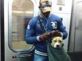 W Nowym Jorku psy mogą podróżować metrem tylko w torbie