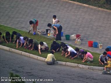 Kobiety podcinają trawę nożyczkami - Korea Północna