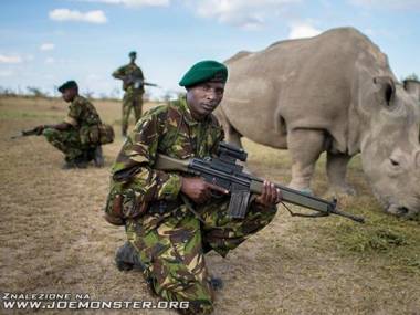 Ochrona pilnująca jednego z ostatnich białych nosorożców na Ziemii