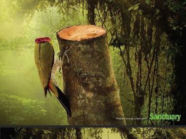 "Wraz z drzewami znika życie" - ilustracje Ganescha Prasada Achary'a i Kathy Roy