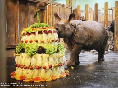 Torcik urodzinowy dla sympatycznego nosorożca