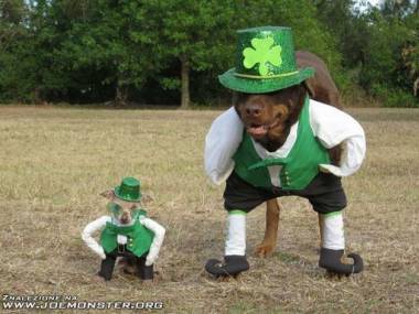W Irlandii nawet psy świętowały