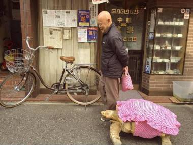Facet w Tokio zabrał żółwia na spacer