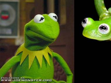 Nowoodkryty gatunek żab, które wyglądają jak Kermit