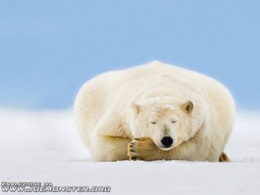 Biały niedźwiedź mocno śpi