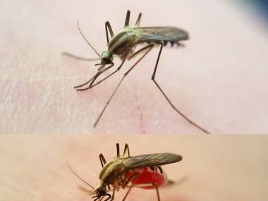 Komar przed i po