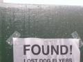 Znaleziono ulotki zaginionego psa
