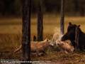 Lewy sierpowy od niedźwiedzia za podjadanie z paśnika