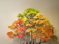 Jesienne drzewko bonsai