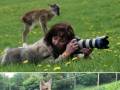 Kiedy jesteś kiepskim fotografem, ale zwierzęta chcą ci pomóc