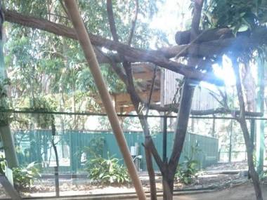 Miś koala pomaga obsłudze zoo