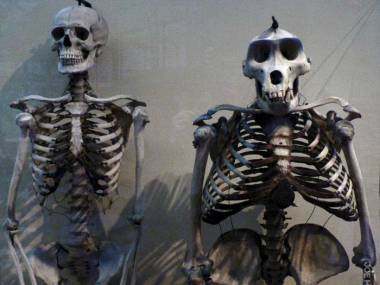 Szkielet goryla w porównaniu ze szkieletem człowieka