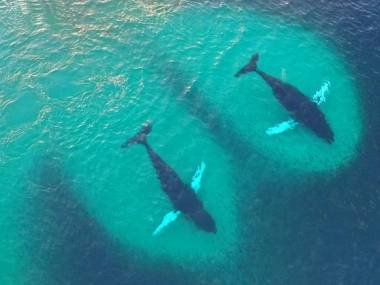 Dwa wieloryby wbijające się w ławicę śledzi. Zdjęcie zrobione dronem