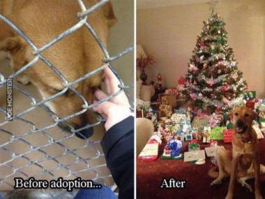 Przed adopcja i po adopcji