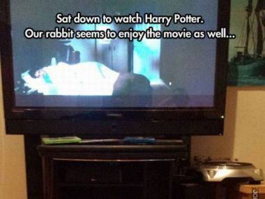 Królik też lubi Harry'ego Pottera