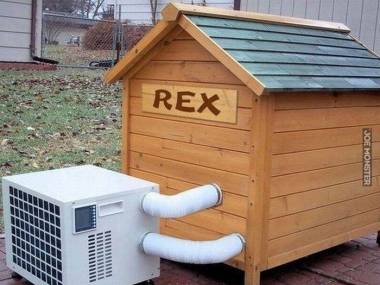 Rex w lecie ma zapewnioną stałą temperaturę w budzie