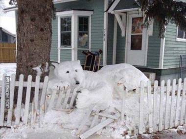 Niedźwiedź wpadł do ogródka