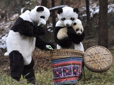 Pracownicy zoo zdobyli zaufanie małej pandy