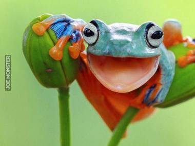 Niezwykle fotogeniczna żabka