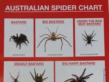 Klasyfikacja australijskich pajaków