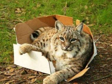 Duże koty też lubią pudełka
