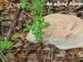 Mały jelonek albinos