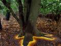 Świecące drzewo - efekt odpowiednio ułożonych liści