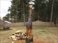 Sympatyczna żyrafa ze starego drzewa