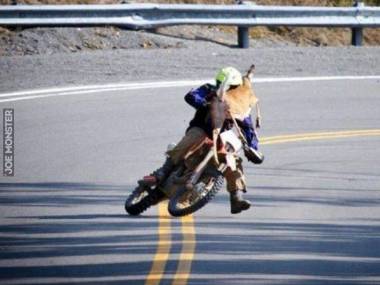 Biedny zwierzak nie wiedział, że "motocykle są wszędzie"