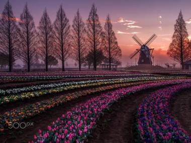 Farma tulipanów w Japonii