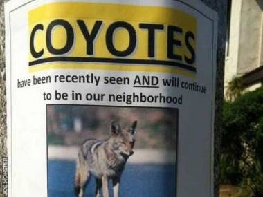 Ostrzeżenie przed grasującym w okolicy kojotem