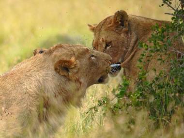 Lew wyjmuje swojej partnerce z ciala strzykawkę z środkiem uspokajającym
