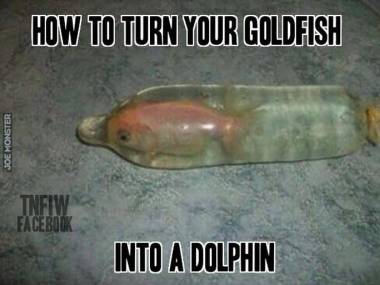 Jak zmienić złotą rybkę w delfina?