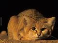 Rzadko spotykany arabski kot piaskowy