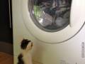 Jego ulubiony kocyk poszedł do prania