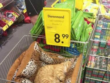 Znalazł swoje miejsce w markecie