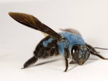 Blue Carpenter Bee, bo nie wszystkie pszczoły są zółte