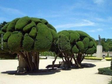 Drzewa brokułowe