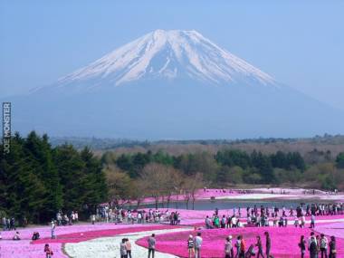 Festiwal kwiatów w cieniu góry Fuji