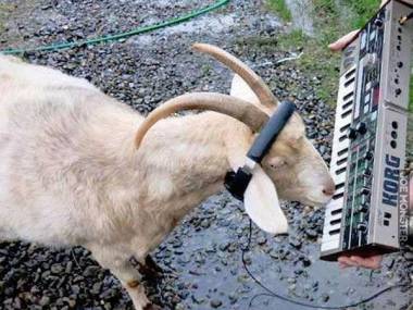 DJ Goat