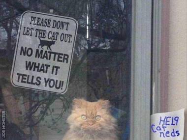 Nie wypuszaczajcie kota! Obojetnie czego by nie mówił