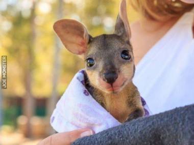 Najsłodszy kangurek na świecie