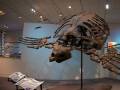 Szkielet prehistorycznego żółwia morskiego