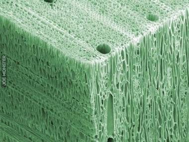 Drewno pod mikroskopem elektronowym