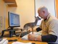 Male kangury też przeszkadzają podczas pracy przy kompie