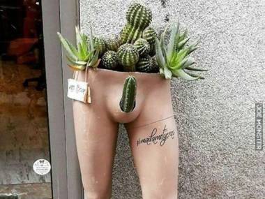 Donica na kaktusy